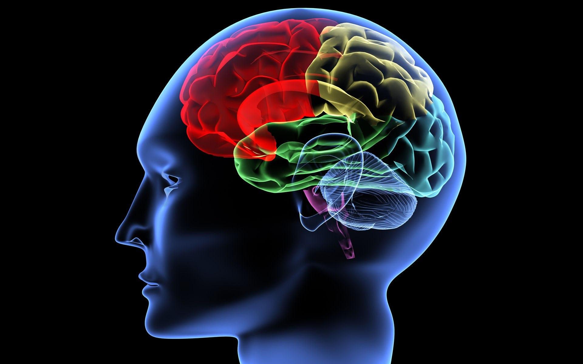 Мозг принимает сигналы. Изображение мозга человека. Мозг картинка. Развитый головной мозг.